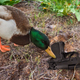 Illustration for article titled Gun Control Fail: This Duck Found A Gun In A Bush And Is Now Pushing It Around The Park With Its Beak